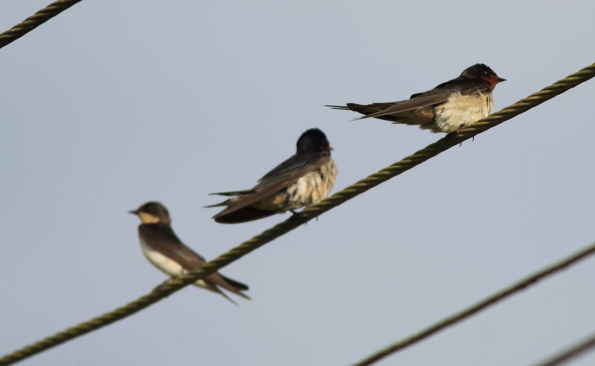 Barn Swallow - ML643153724