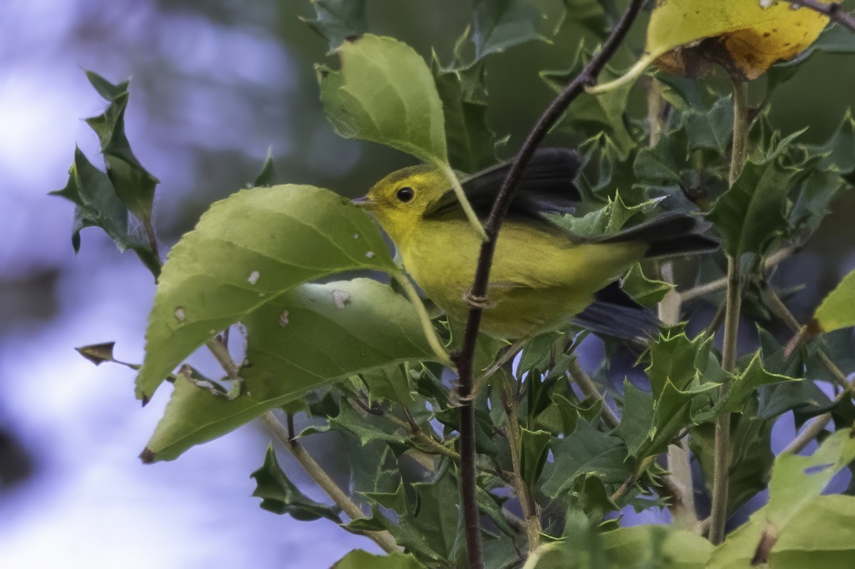 Mönchswaldsänger - ML643153725