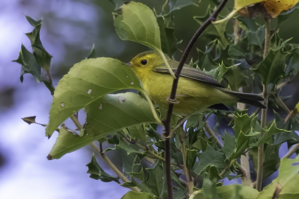 Mönchswaldsänger - ML643153728