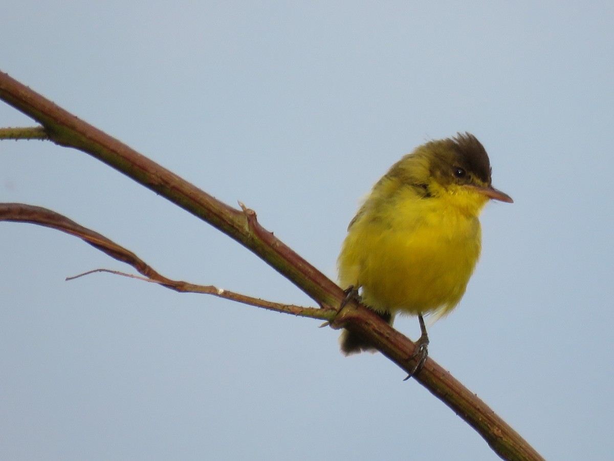 African Yellow-Warbler - ML643153729