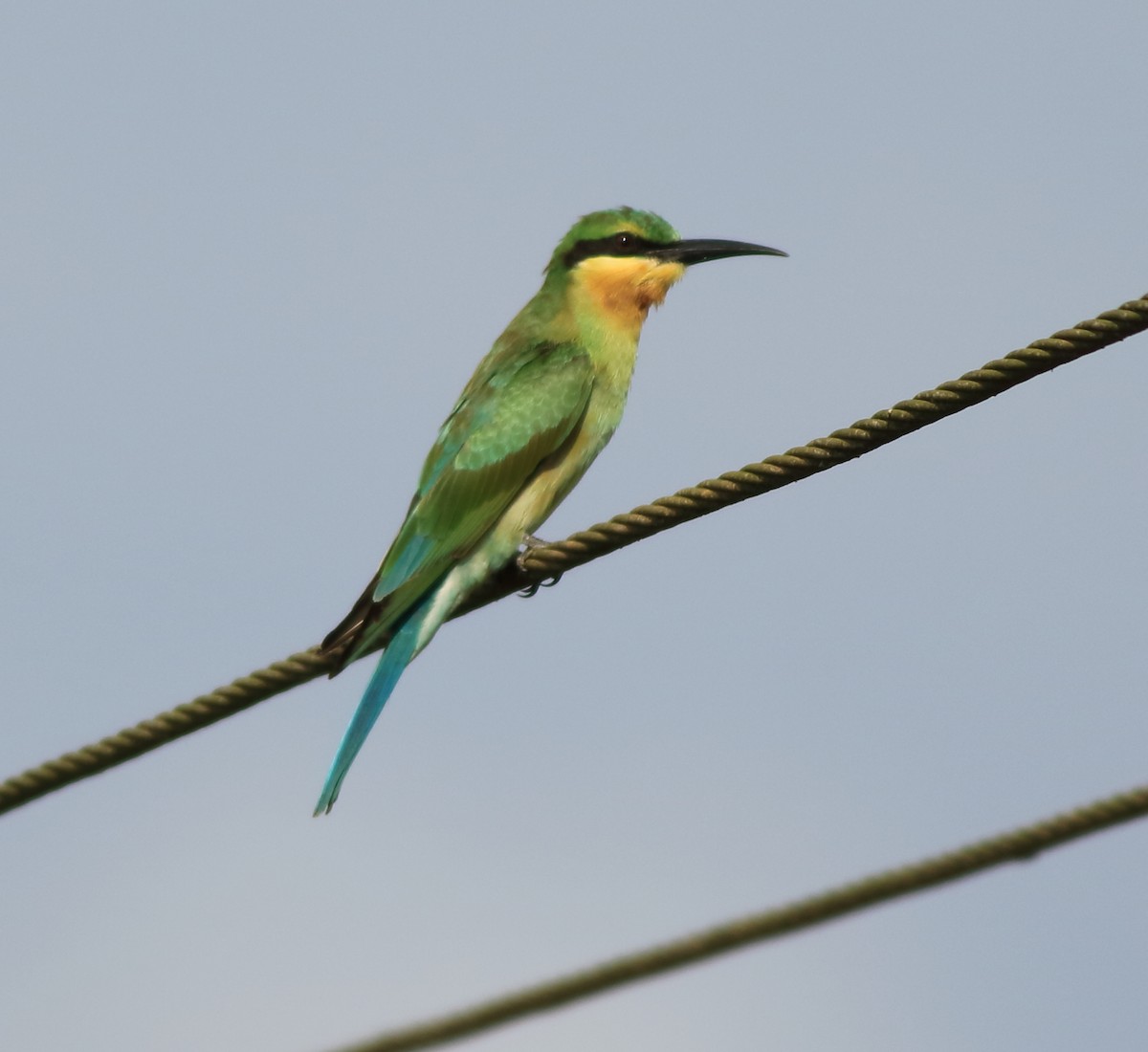 Blue-tailed Bee-eater - ML643153730