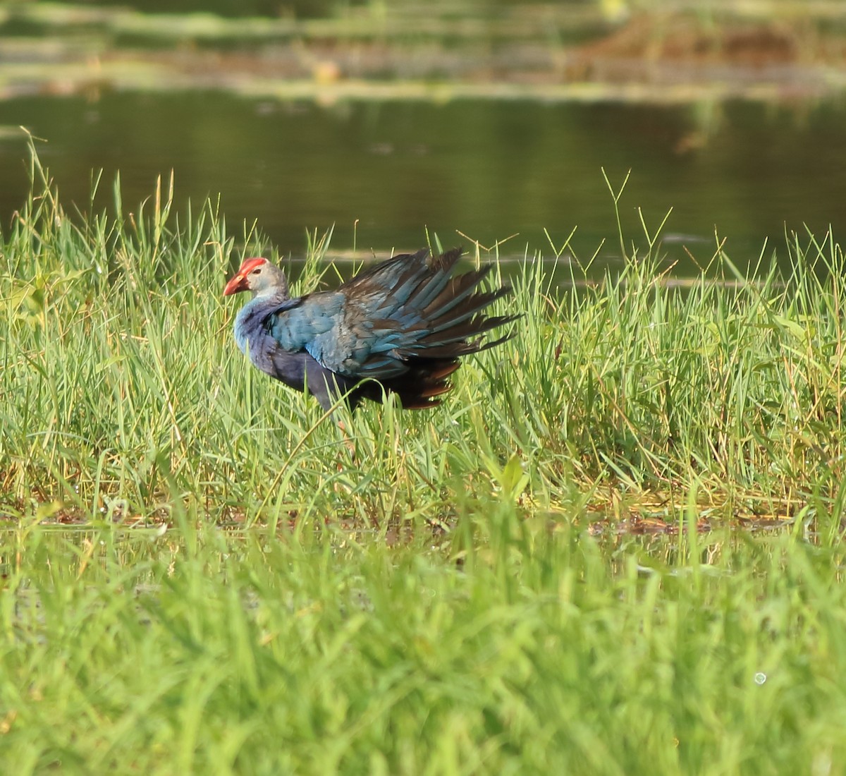 Gray-headed Swamphen - ML643153738