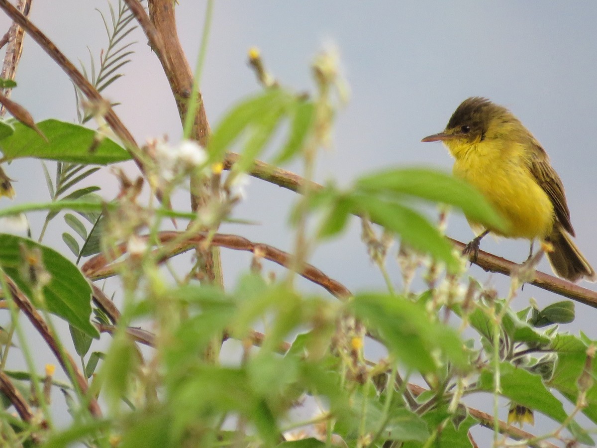 African Yellow-Warbler - ML643153740