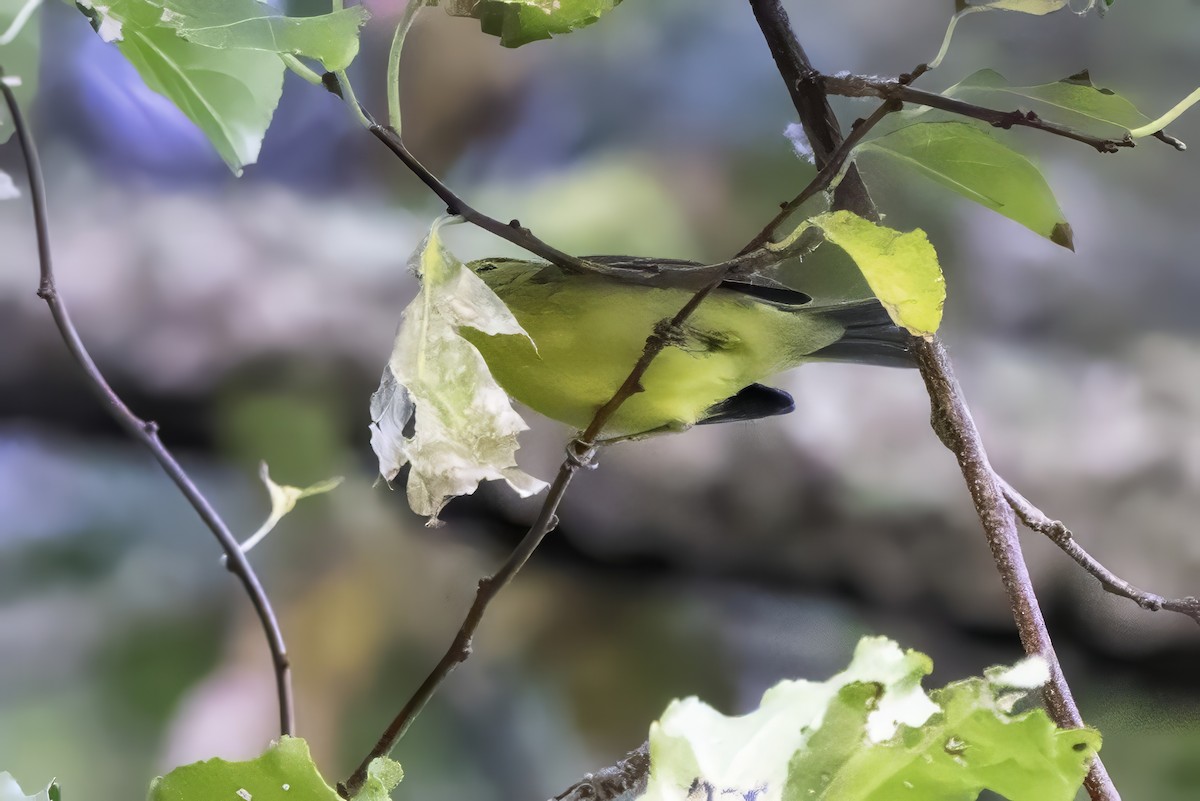 Mönchswaldsänger - ML643153742