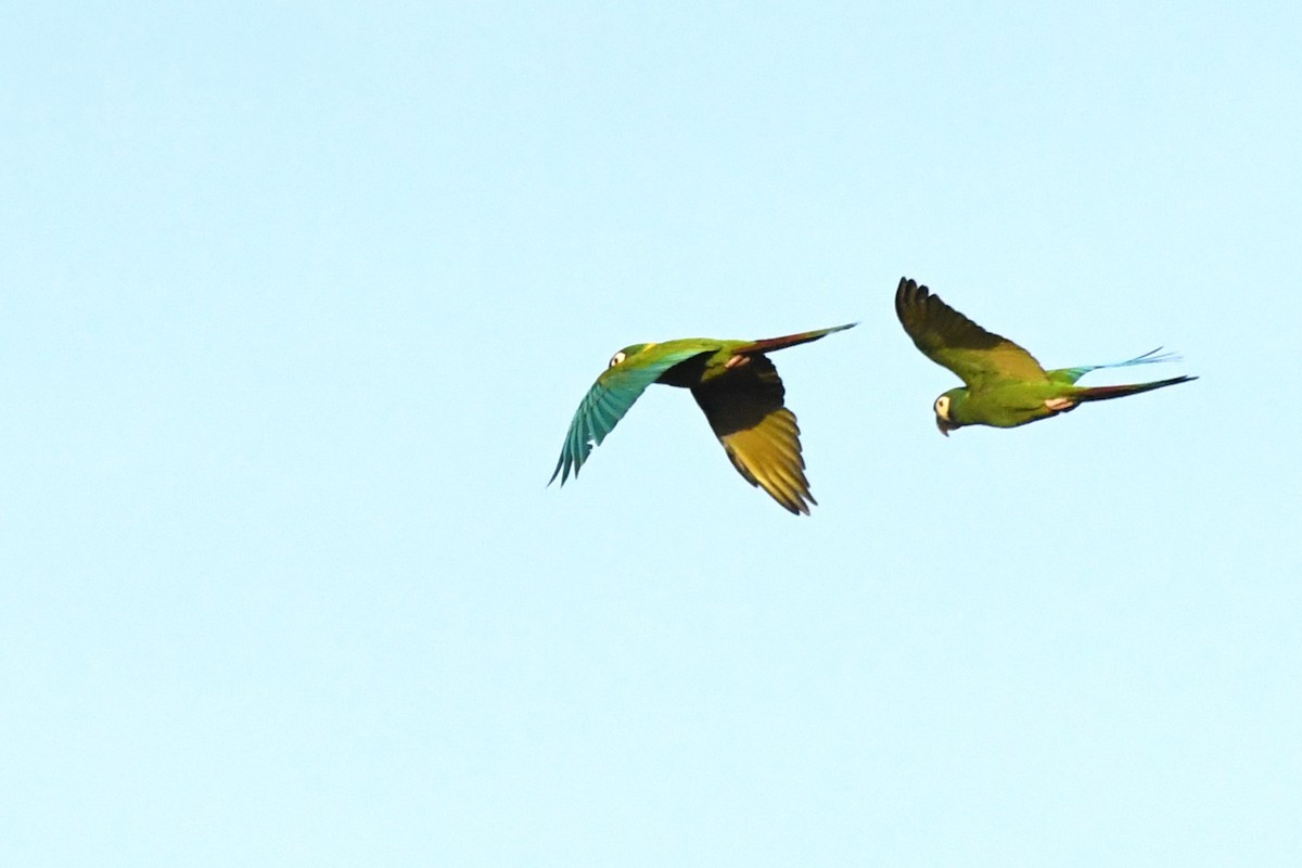Yellow-collared Macaw - ML643153743