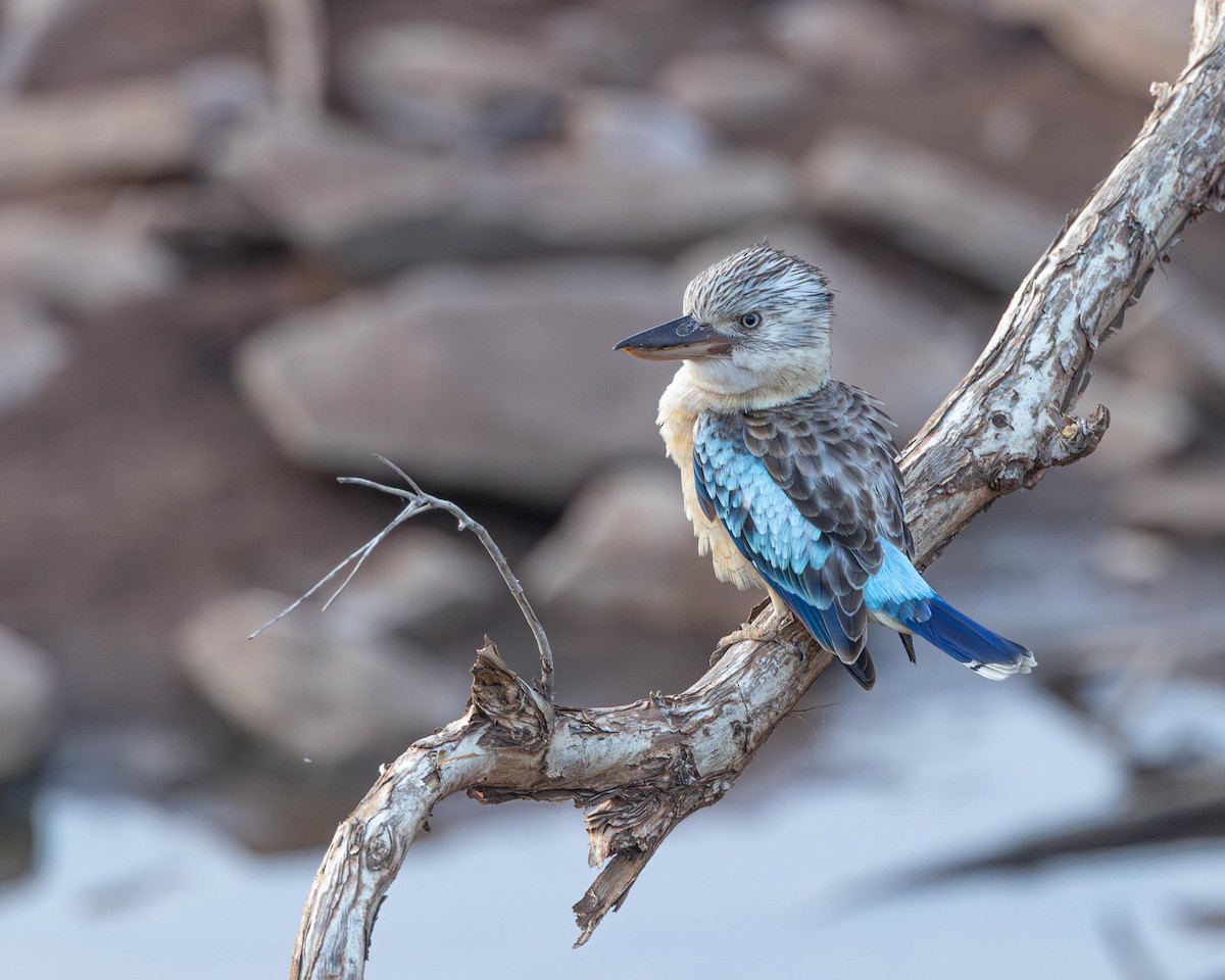 Blue-winged Kookaburra - ML643153744
