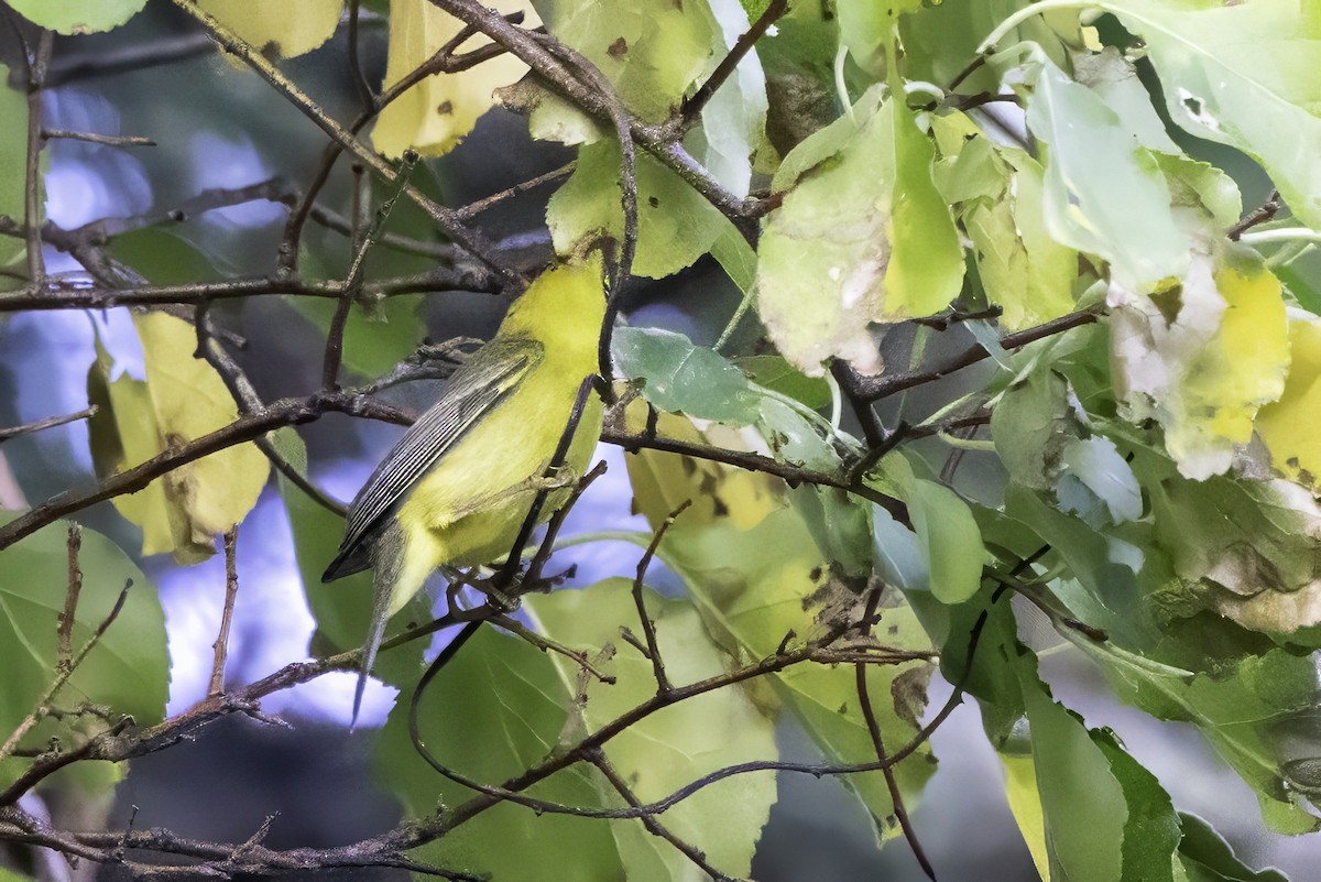 Mönchswaldsänger - ML643153746