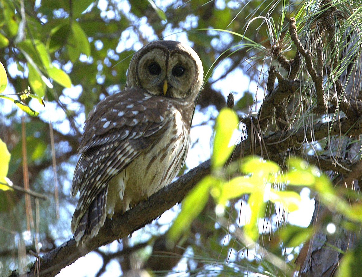 Barred Owl - ML643153747