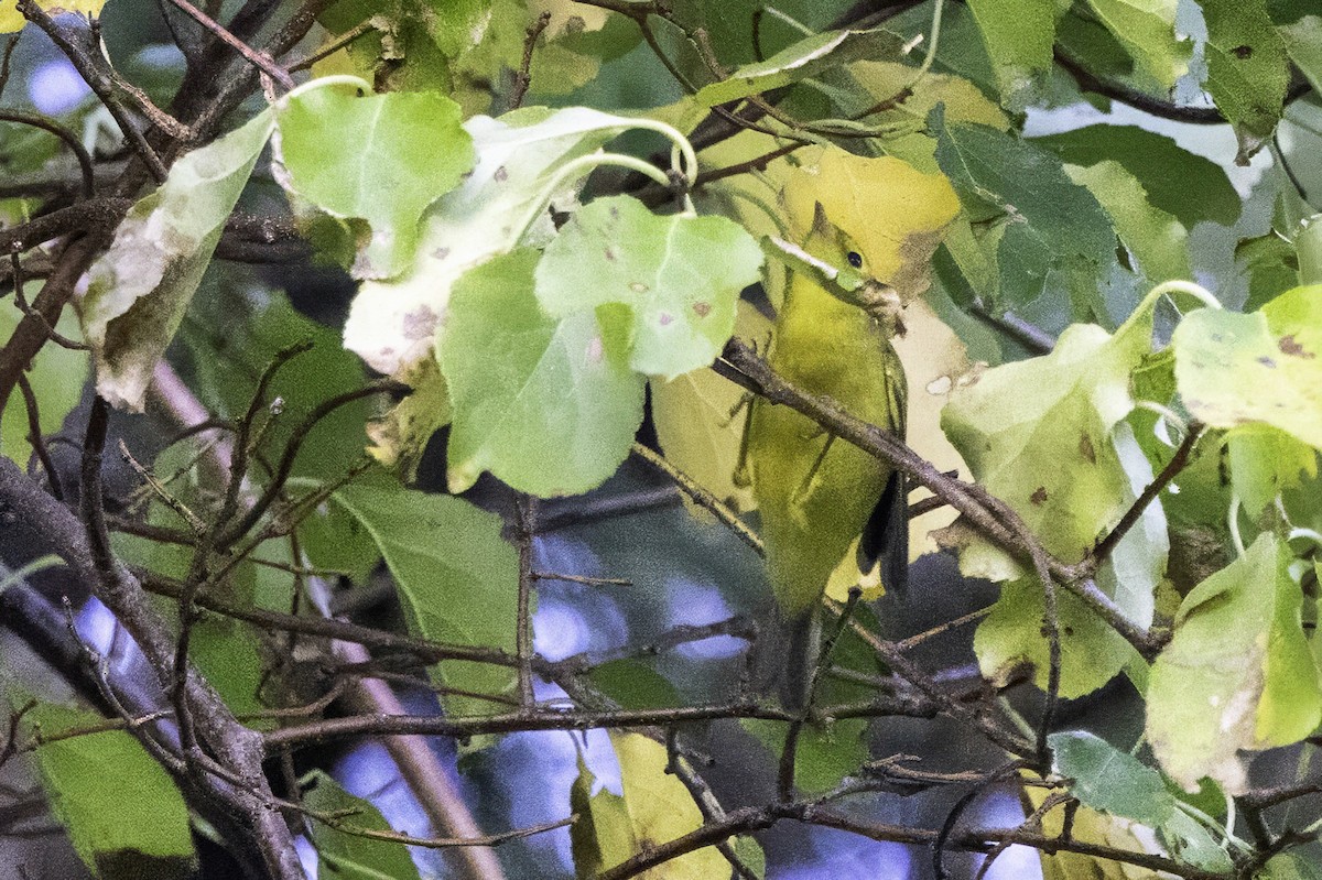 Mönchswaldsänger - ML643153753