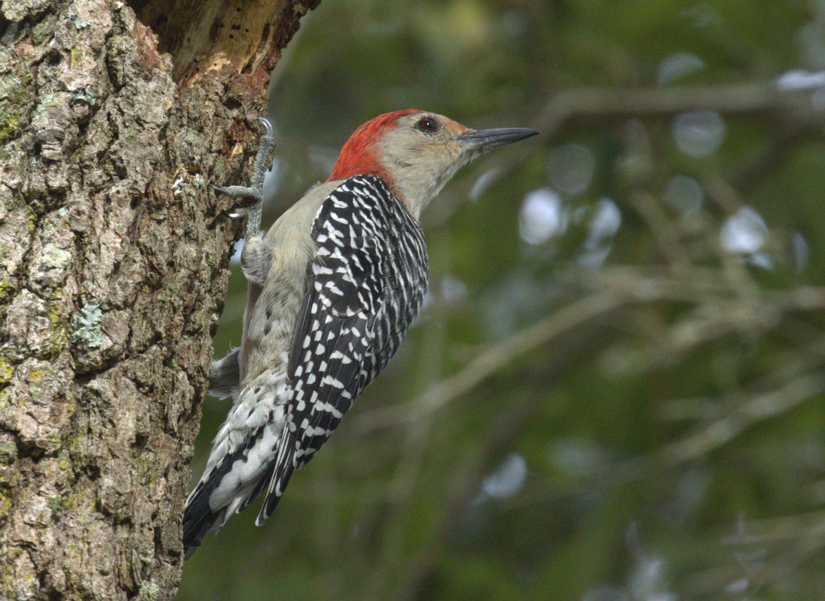 Red-bellied Woodpecker - ML643153754