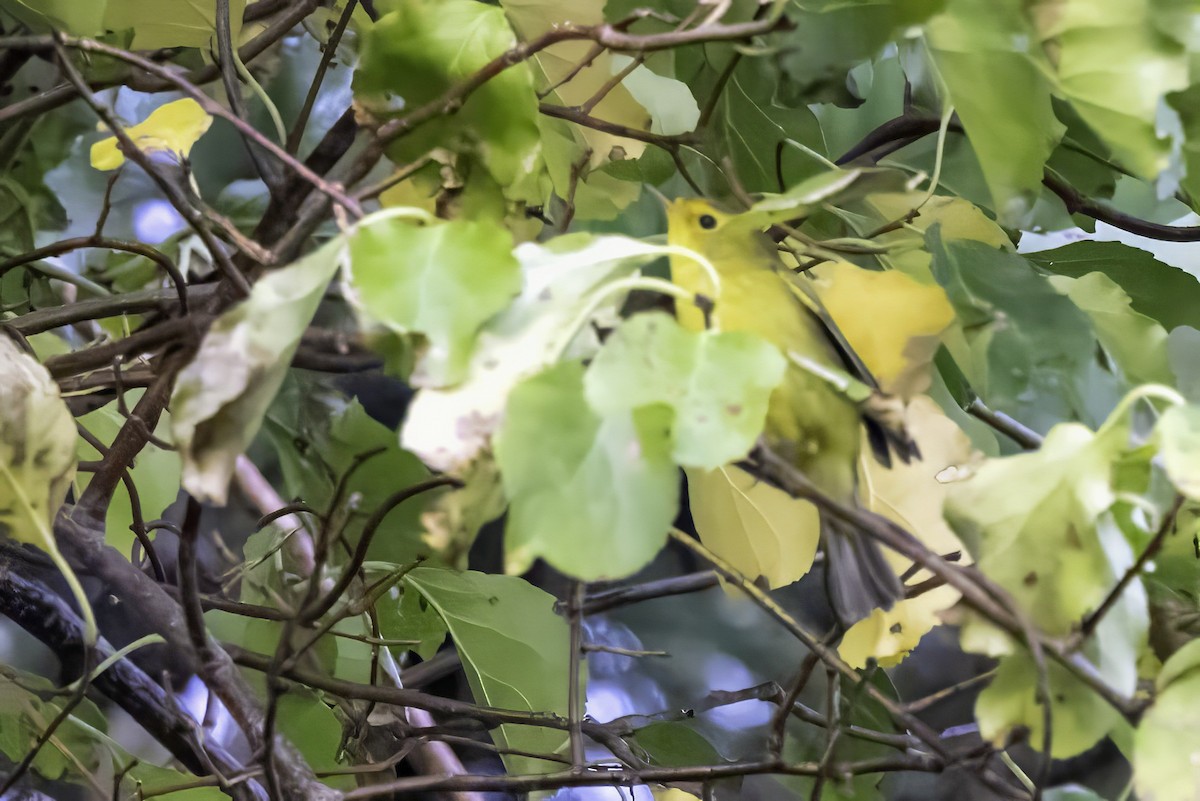 Mönchswaldsänger - ML643153756