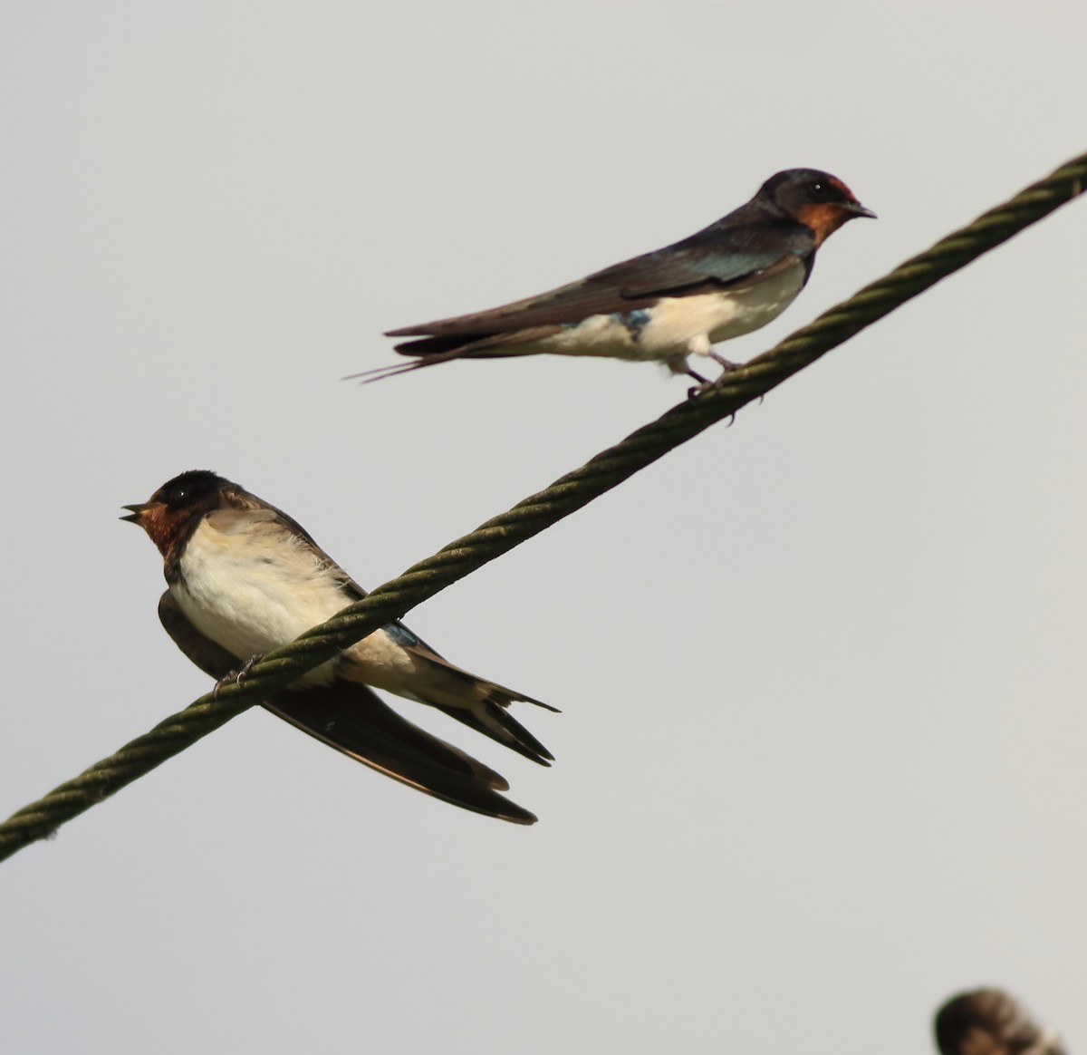 Barn Swallow - ML643153757
