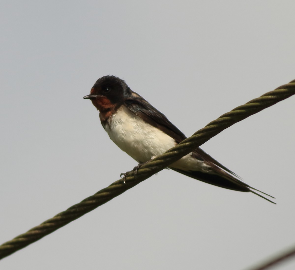 Barn Swallow - ML643153758
