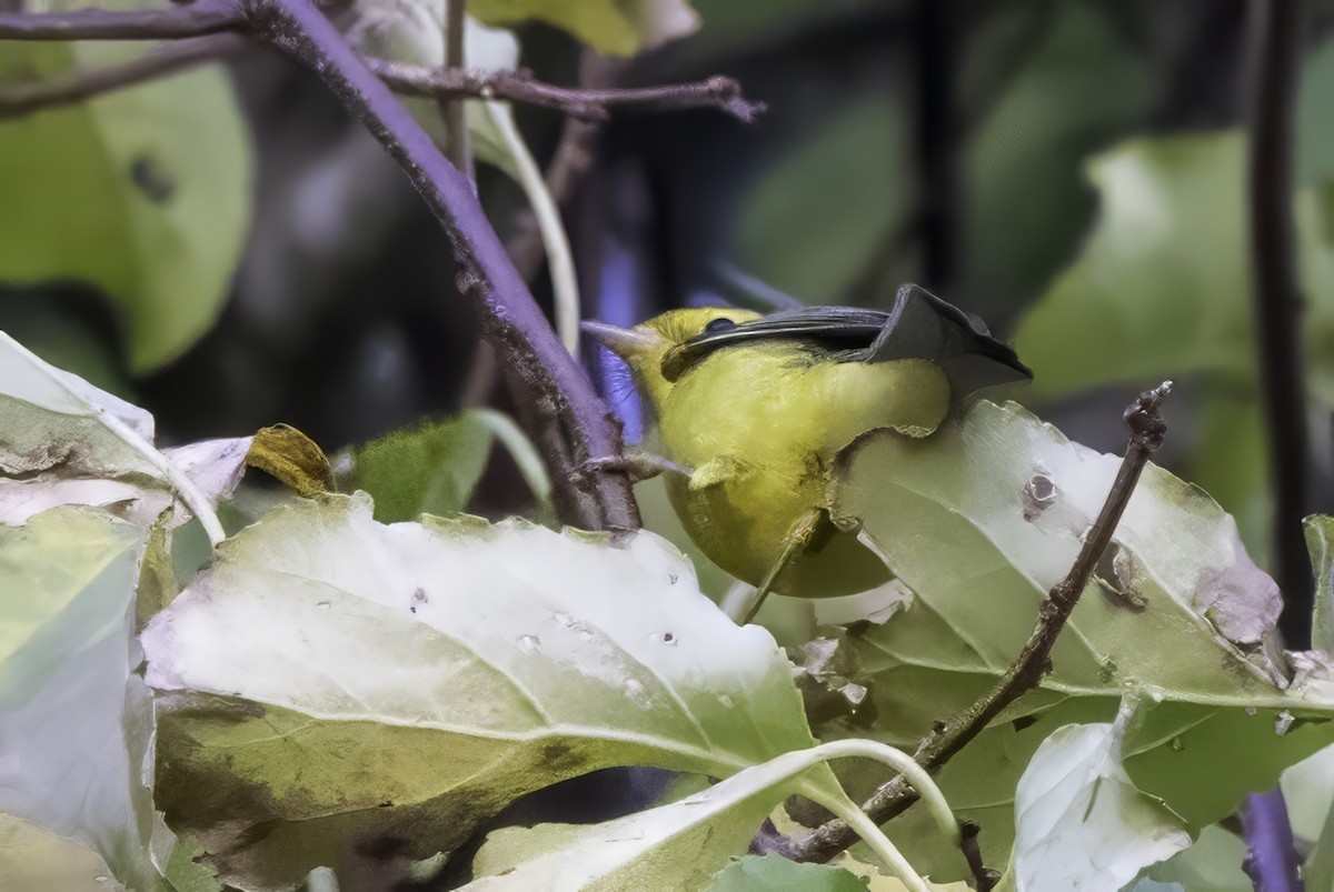 Mönchswaldsänger - ML643153760