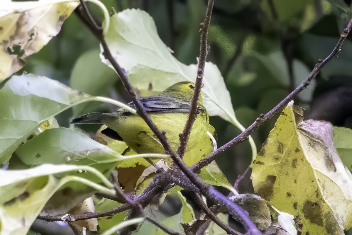 Mönchswaldsänger - ML643153761