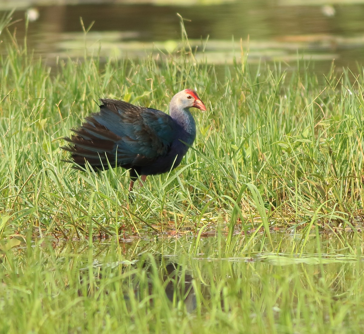 Gray-headed Swamphen - ML643153762