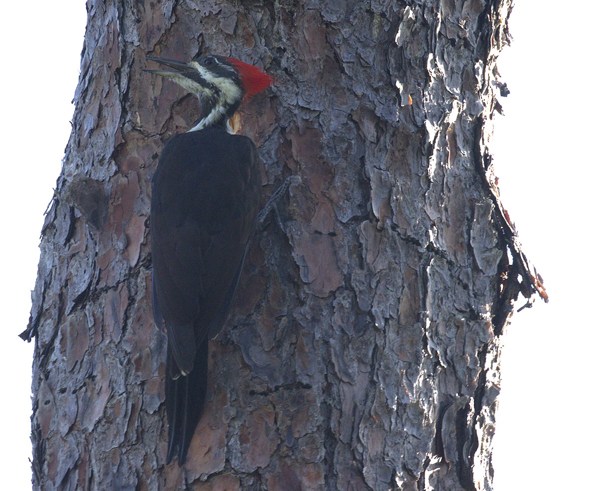 Pileated Woodpecker - ML643153763