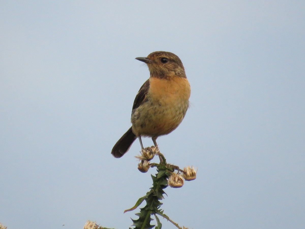 African Stonechat - ML643153767