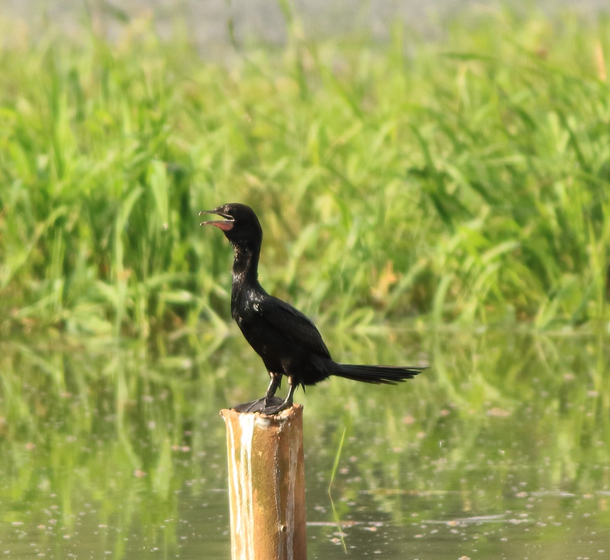 Little Cormorant - ML643153768