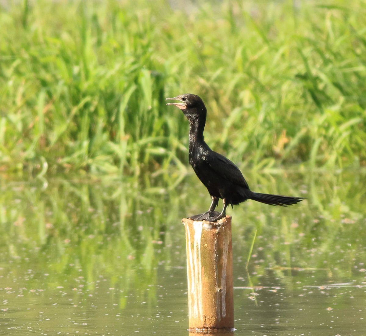 Little Cormorant - ML643153769