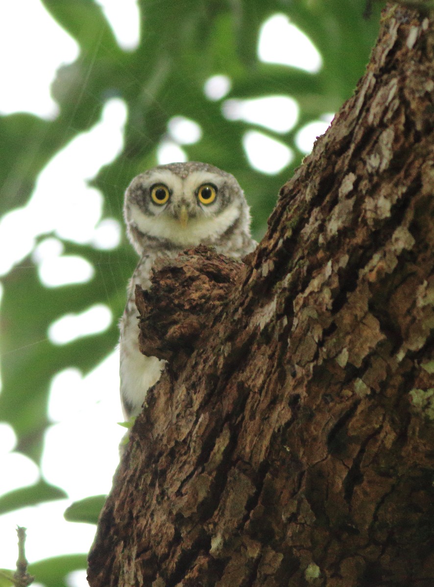Spotted Owlet - ML643153774