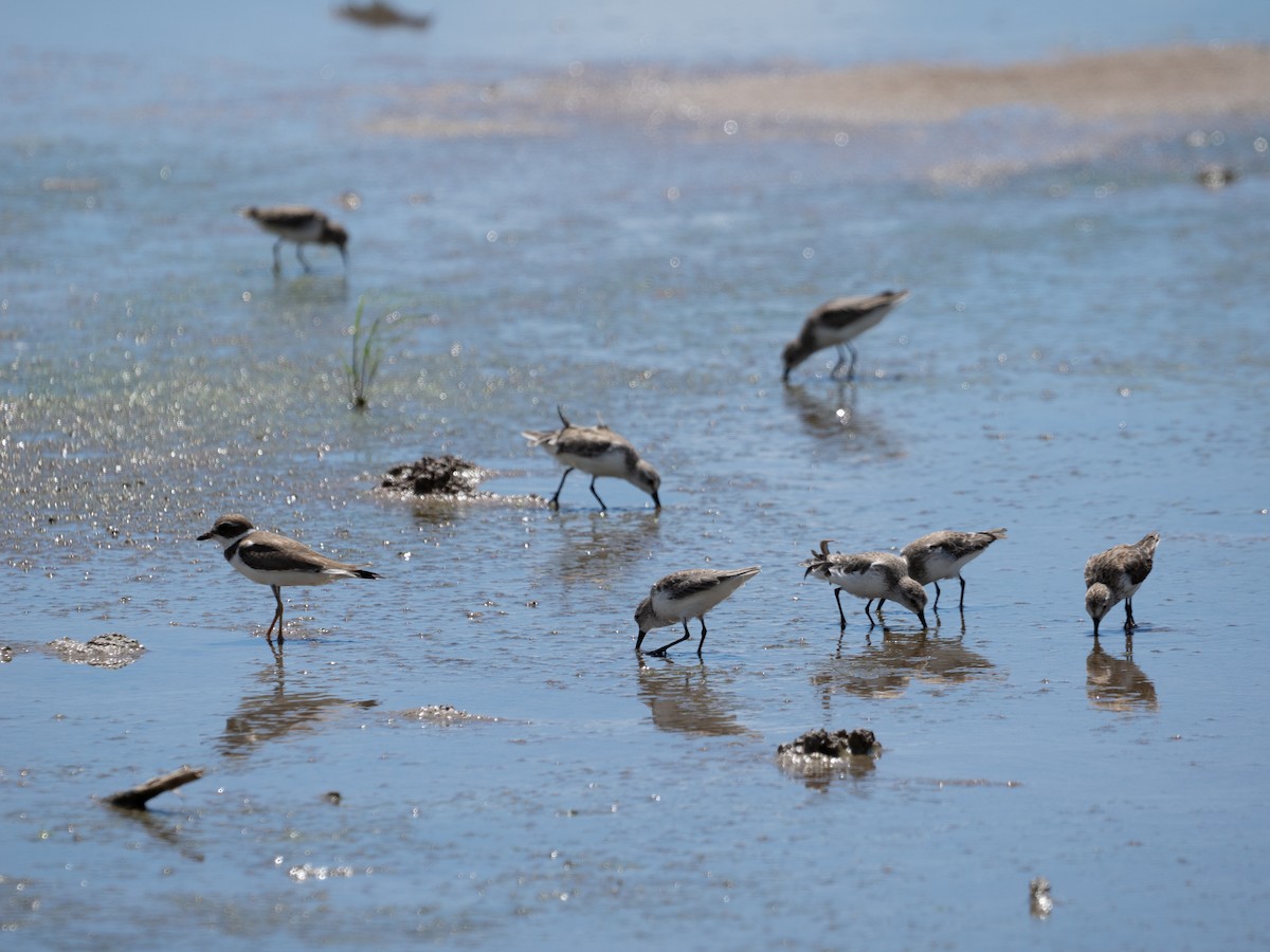 Least Sandpiper - ML643153779