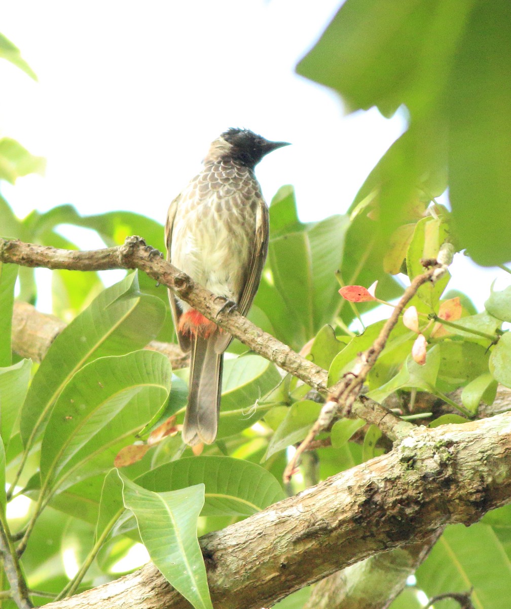 Red-vented Bulbul - ML643153784