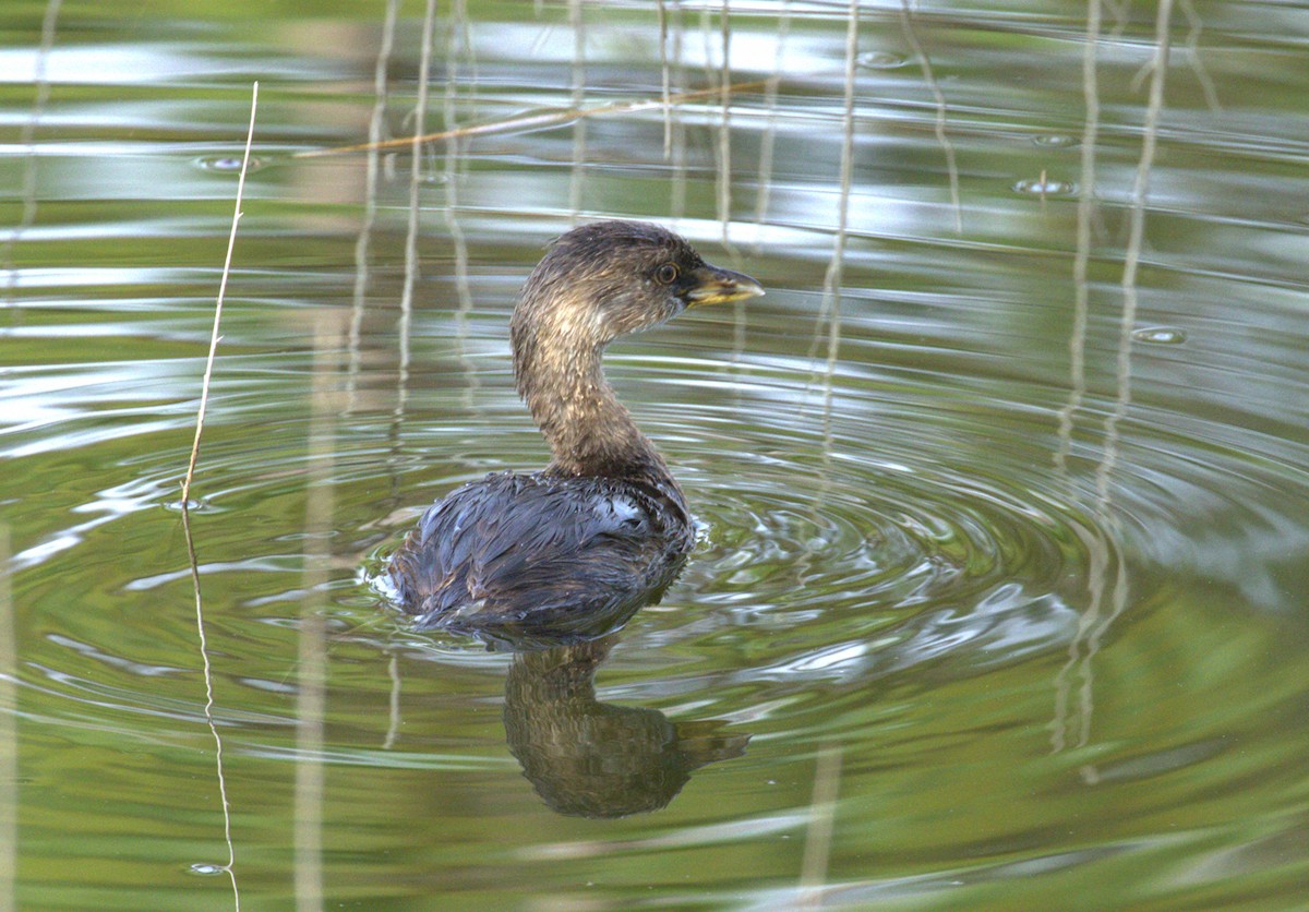オビハシカイツブリ - ML643153787