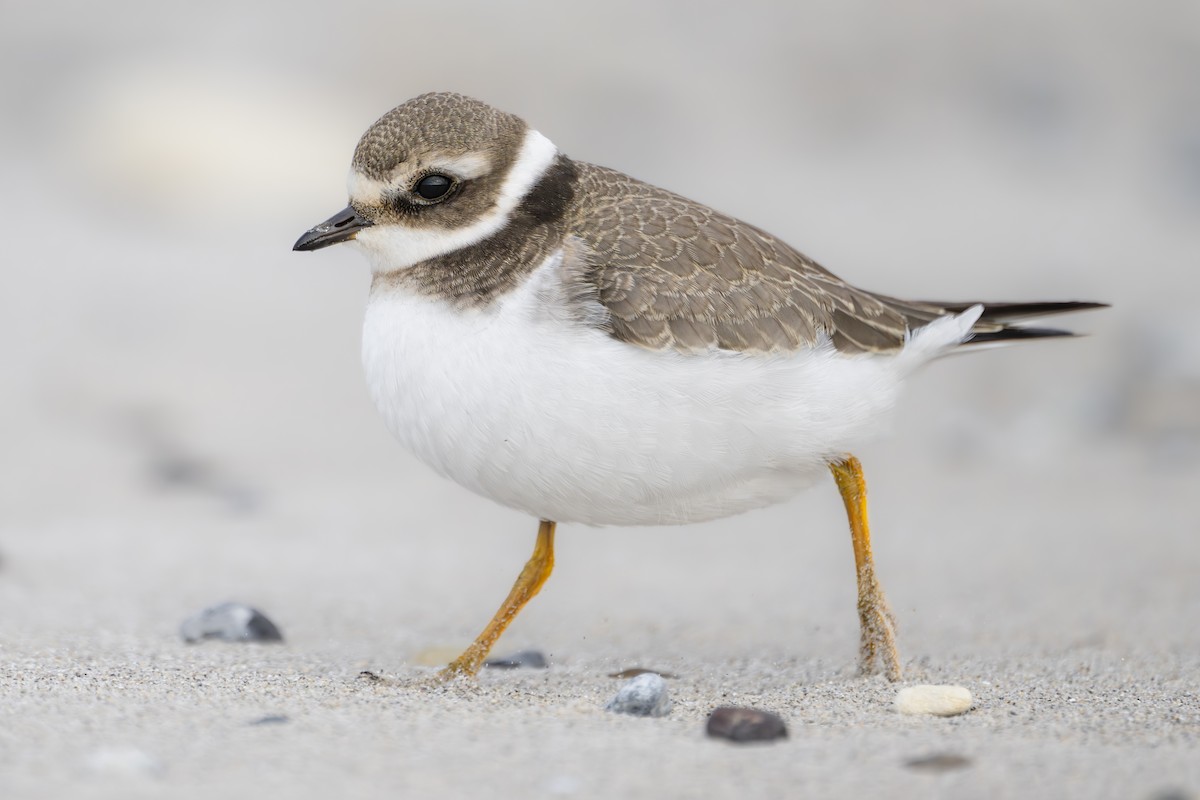 kulík písečný - ML643153794