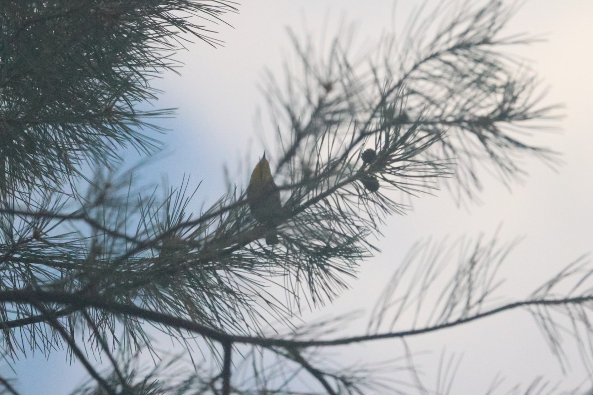 Grace's Warbler - ML643153799