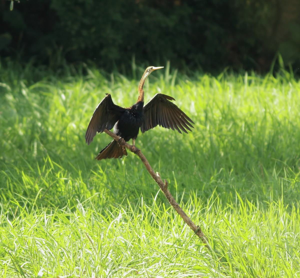 Oriental Darter - ML643153806