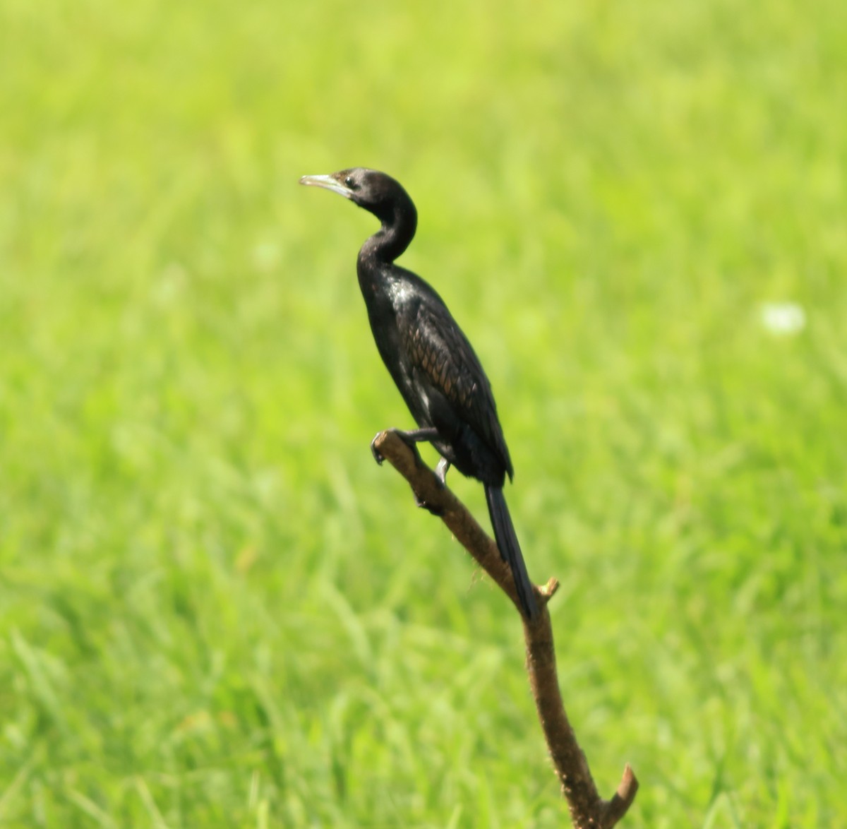 Little Cormorant - ML643153813
