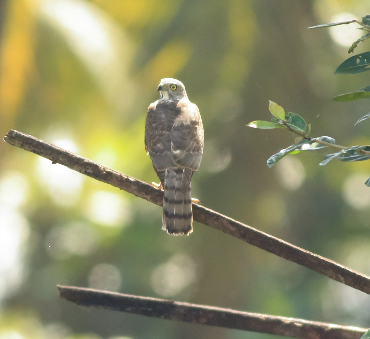 Shikra - ML643153839