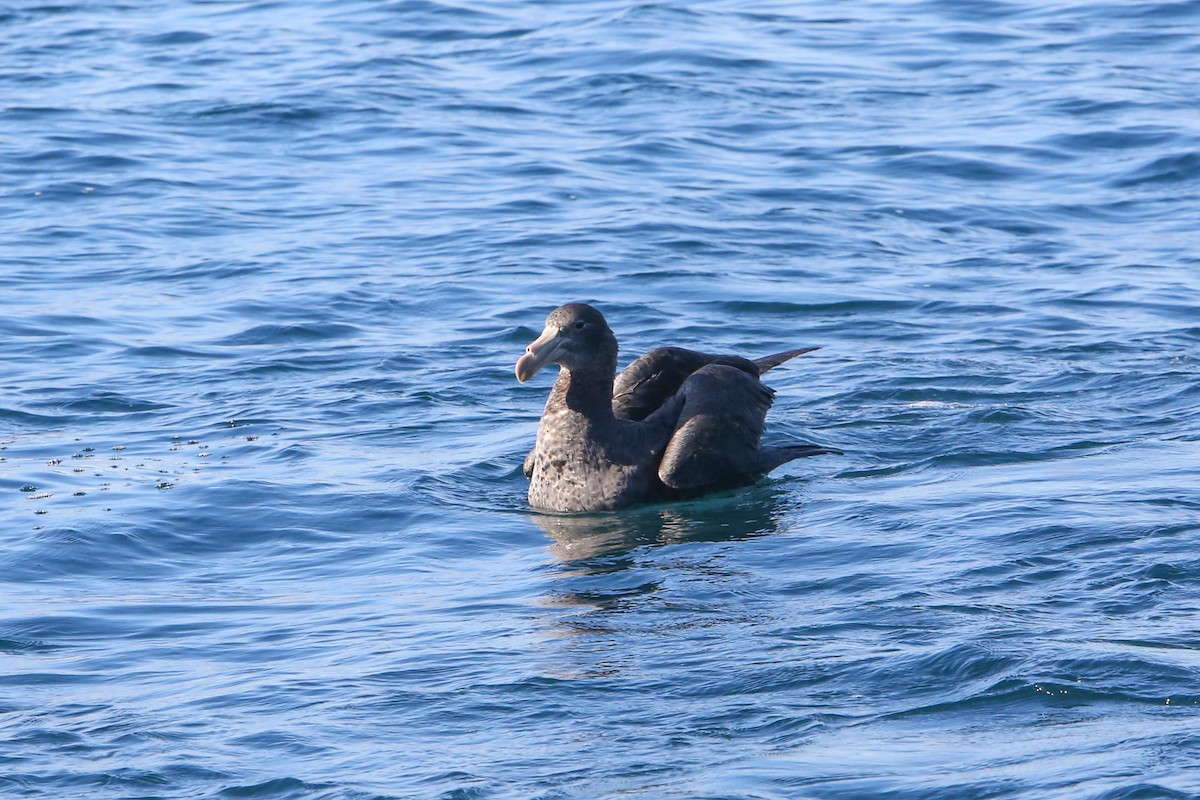 Northern Giant-Petrel - ML643153850