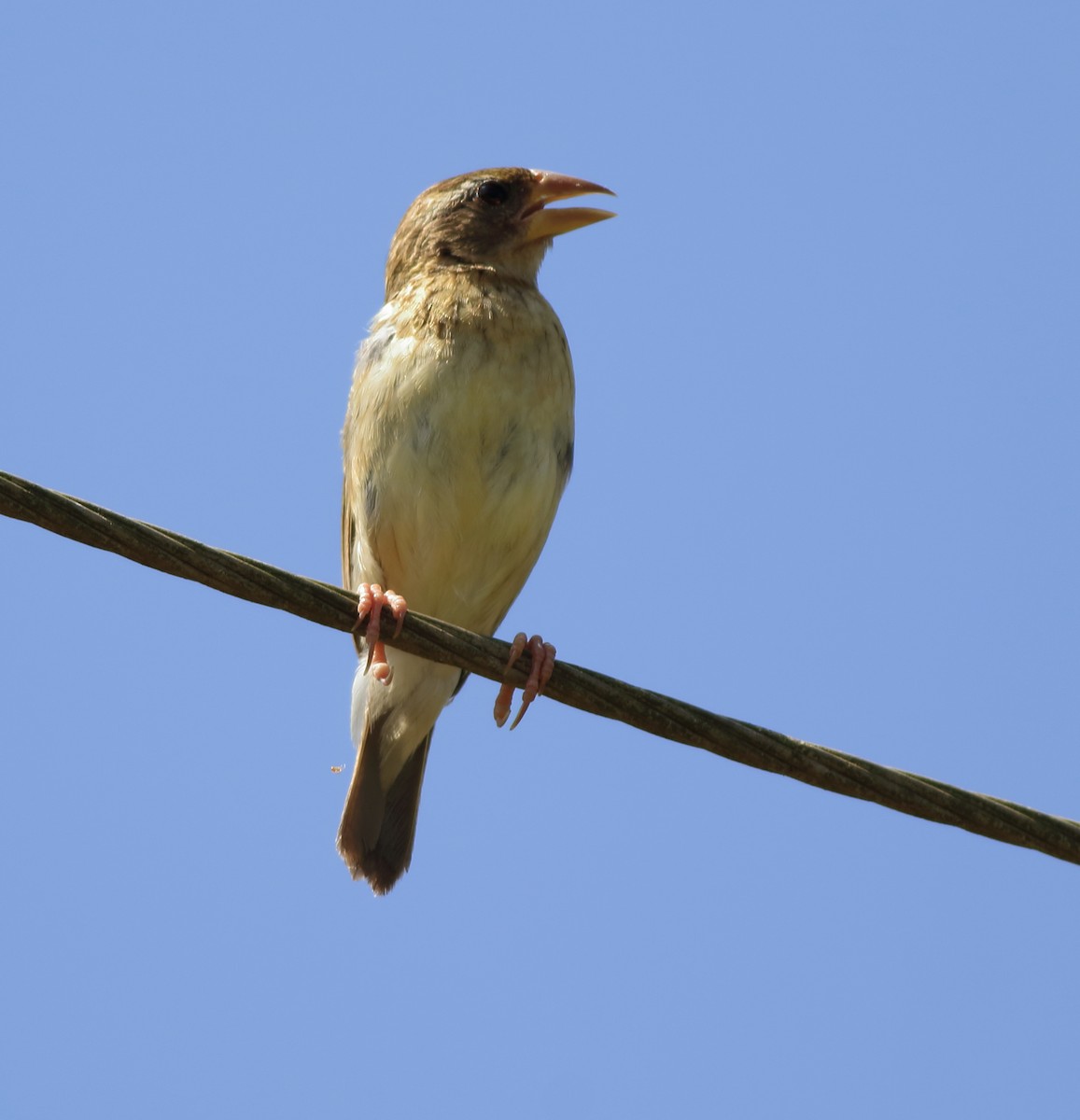 Baya Weaver - ML643153869