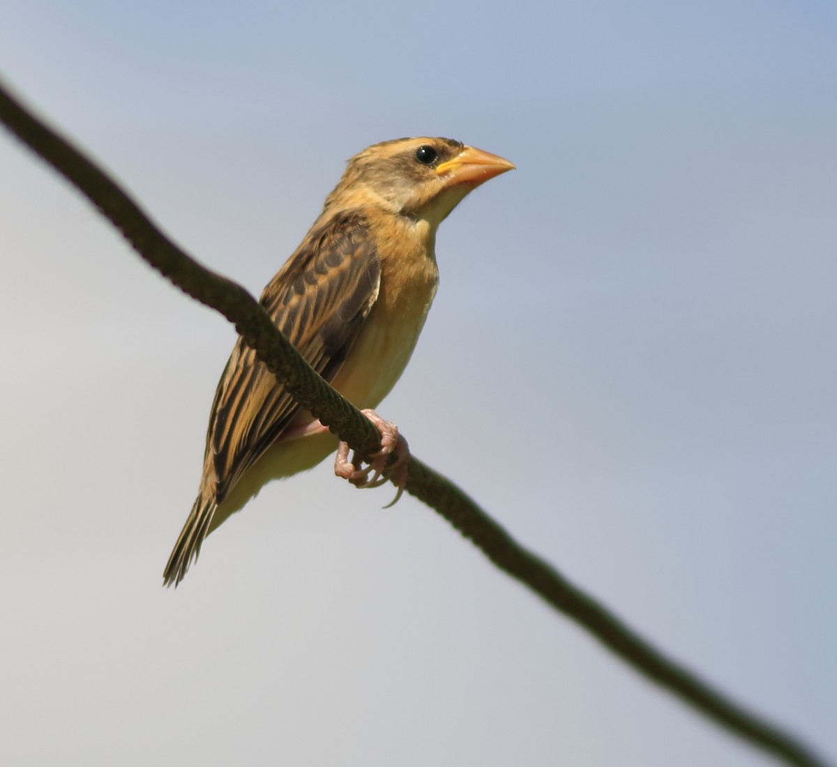 Baya Weaver - ML643153873