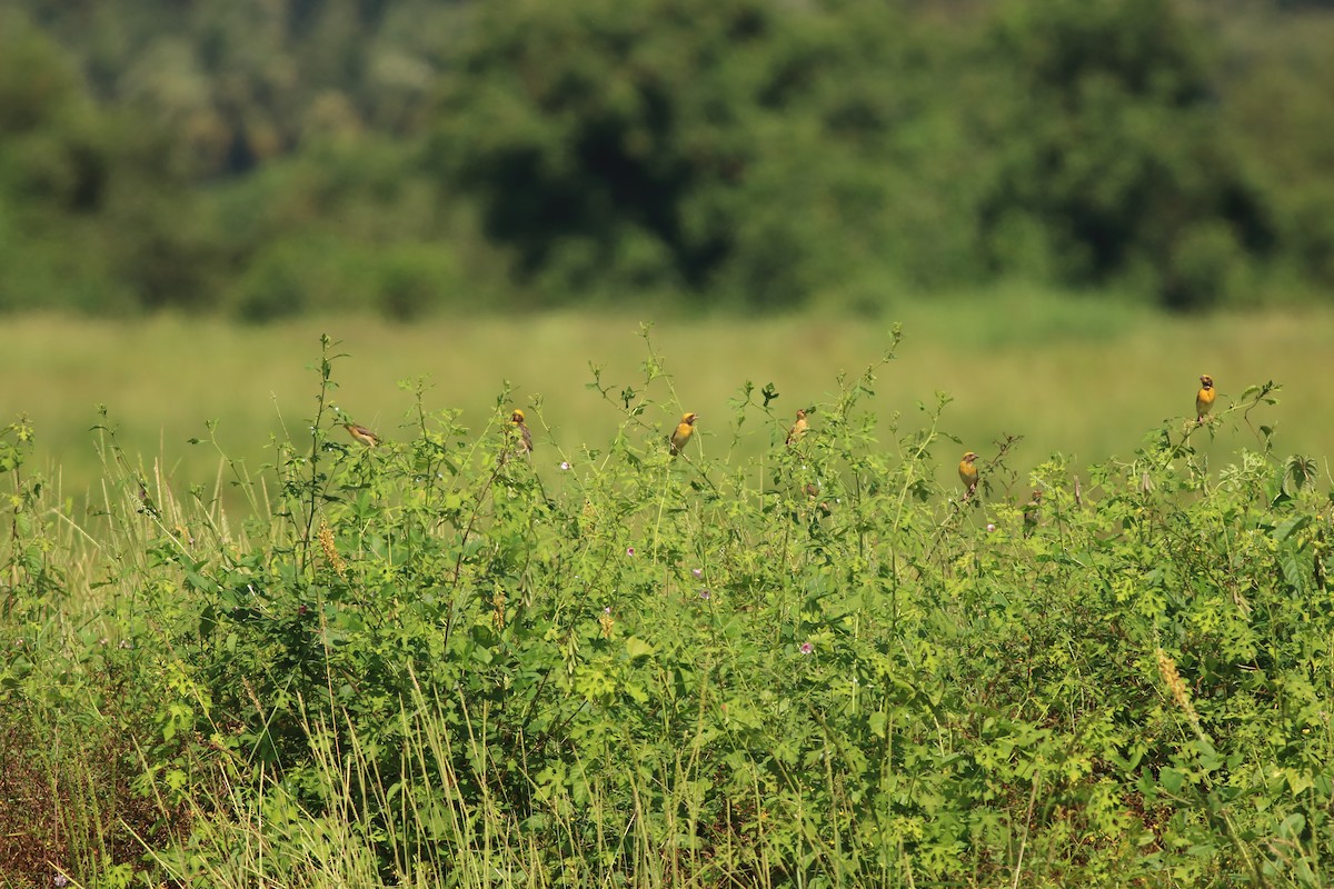 Baya Weaver - ML643153875