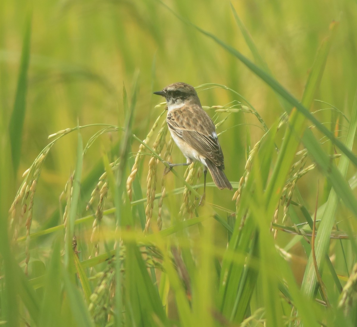 Siberian Stonechat - ML643153883