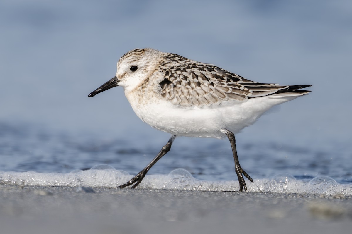 jespák písečný - ML643153887