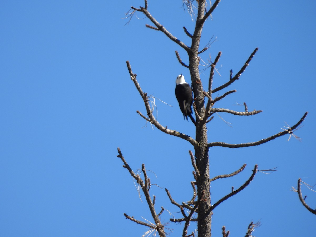 White-headed Woodpecker - ML643153895