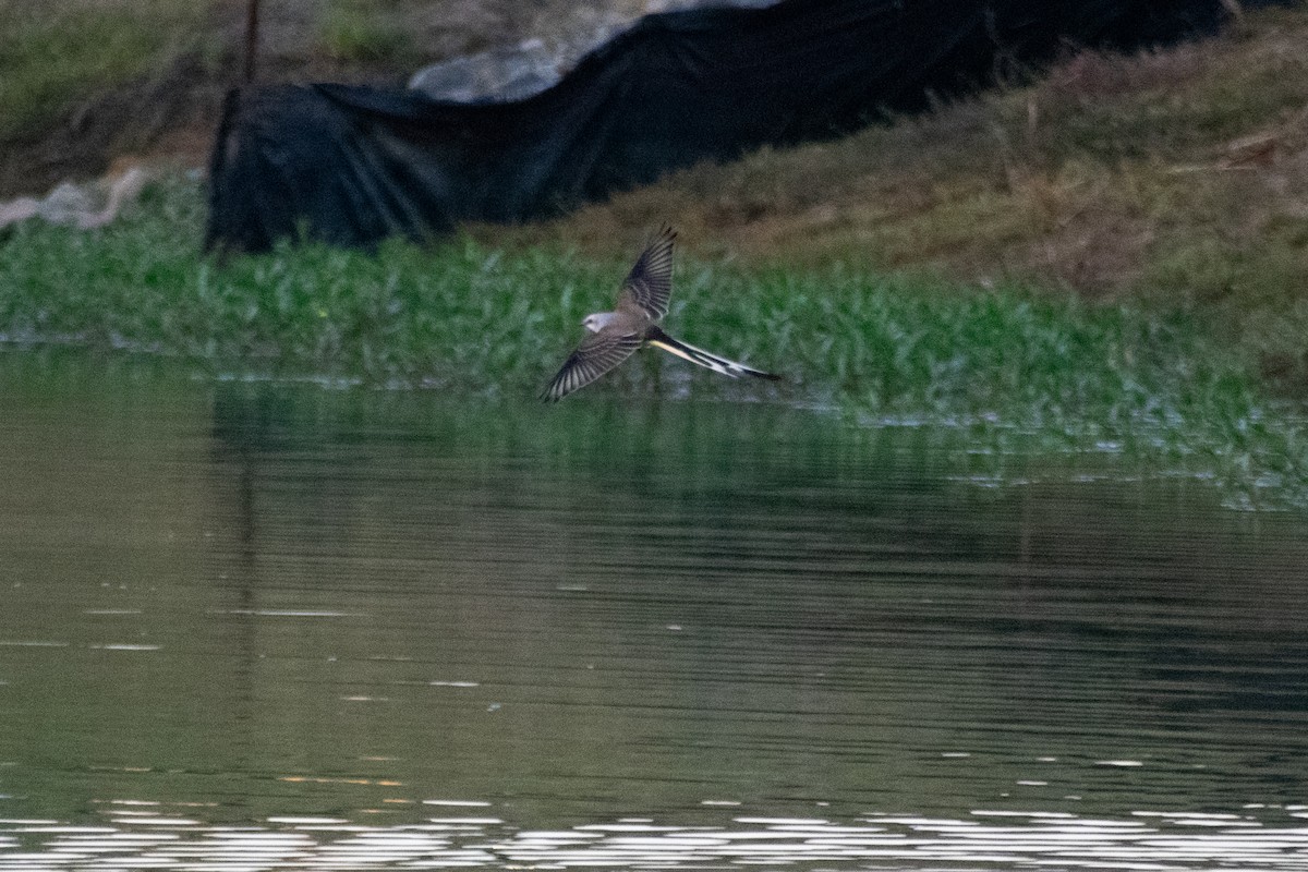 Scissor-tailed Flycatcher - ML643153896
