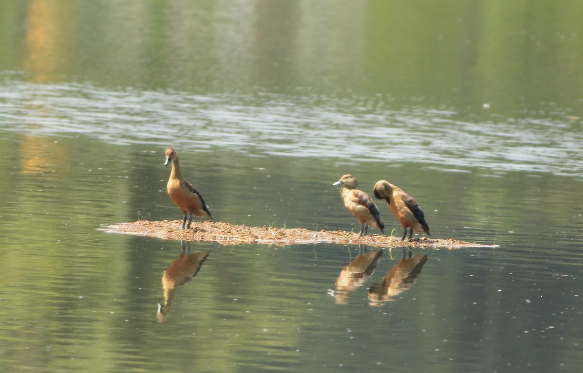 Lesser Whistling-Duck - ML643153899