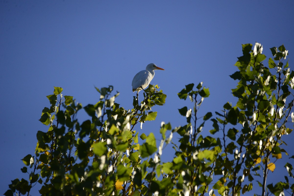 Western Cattle-Egret - ML643153904