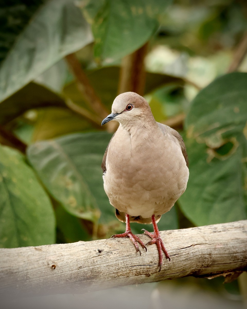 White-tipped Dove - ML643153925