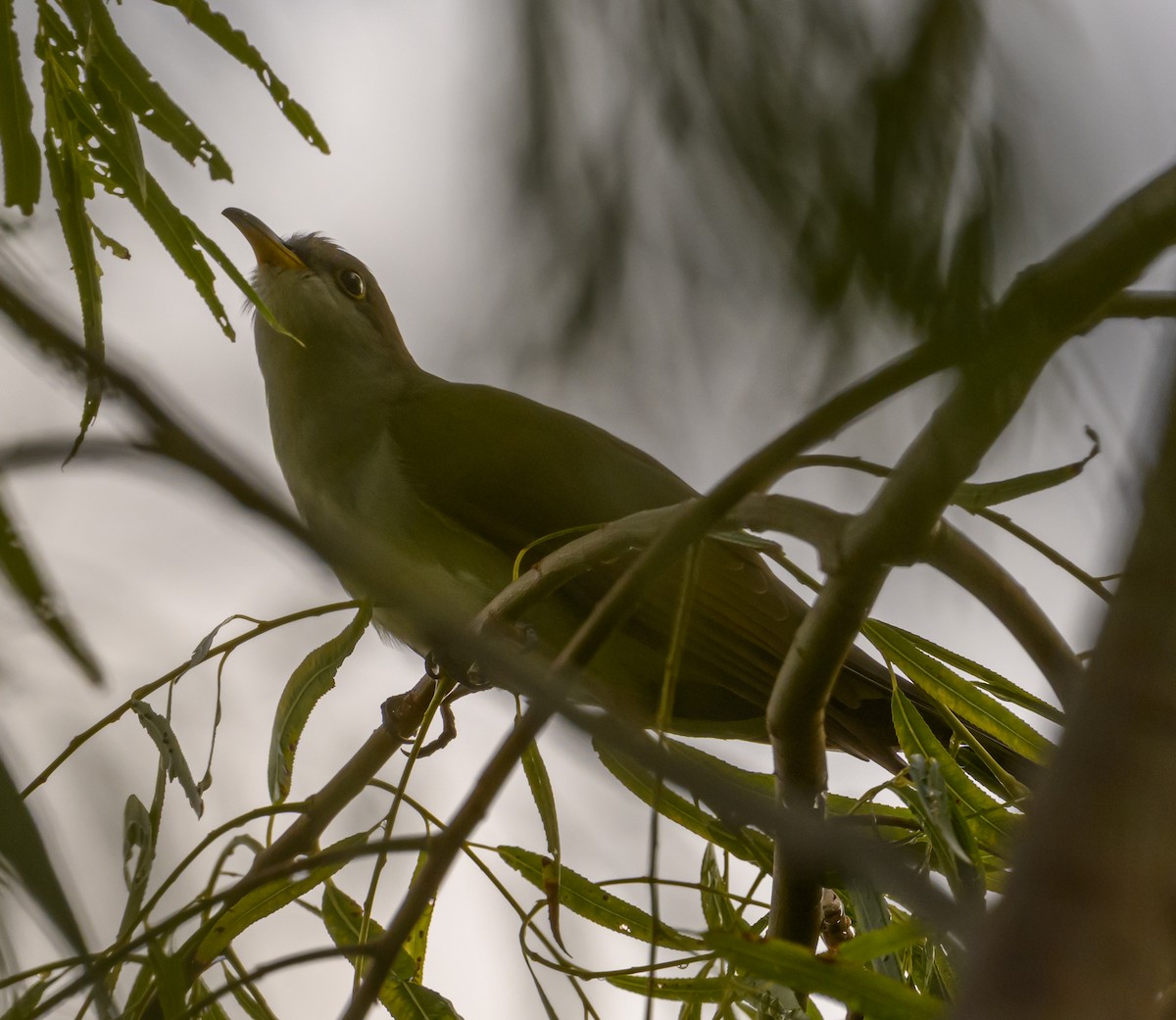 kukačka dešťová - ML643153926