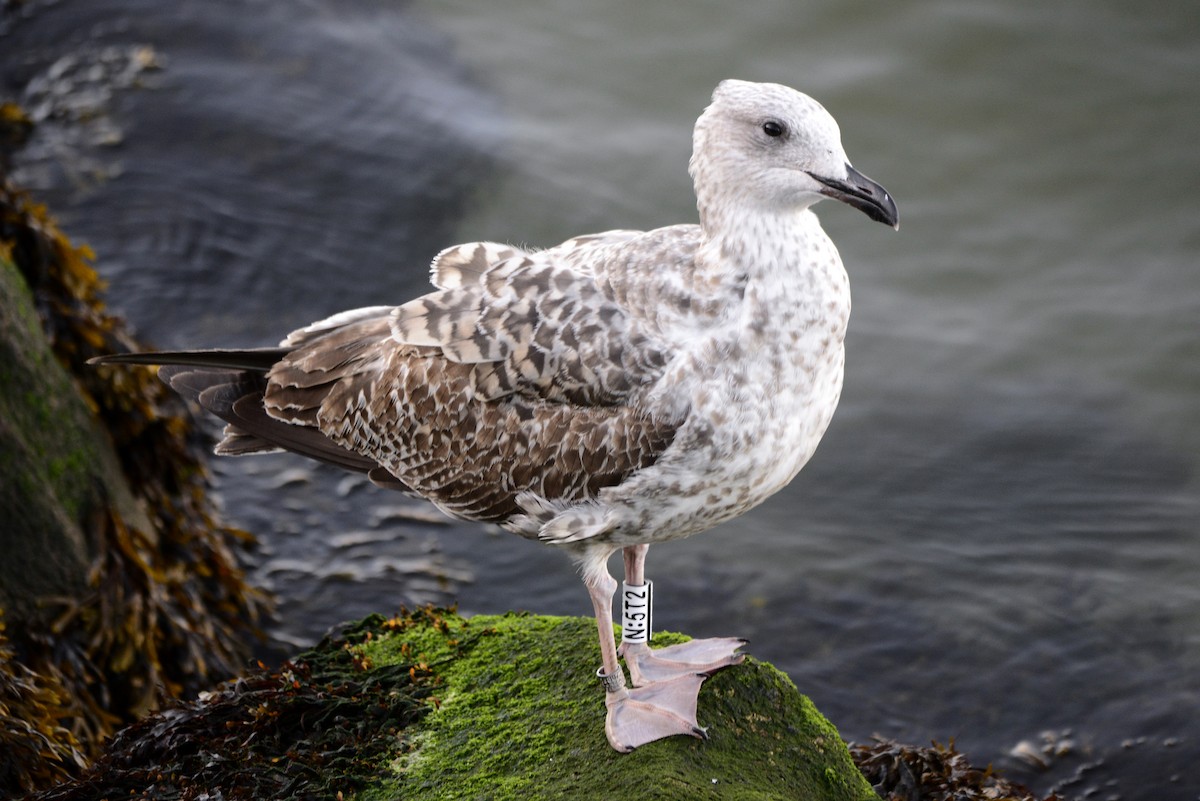 Yellow-legged Gull - ML643153927