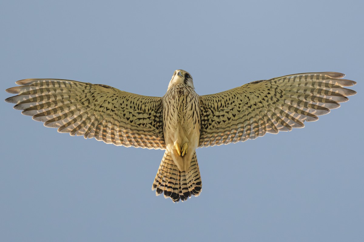 poštolka obecná - ML643153929