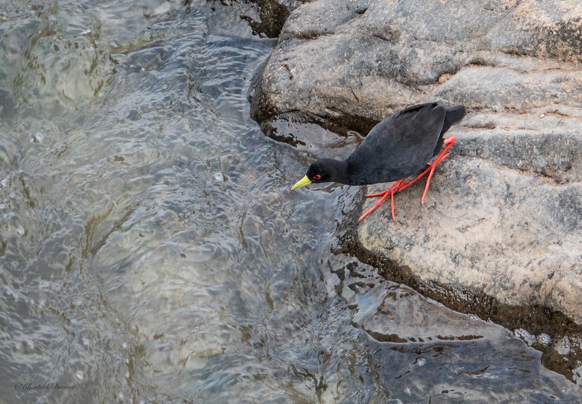Black Crake - ML643153931
