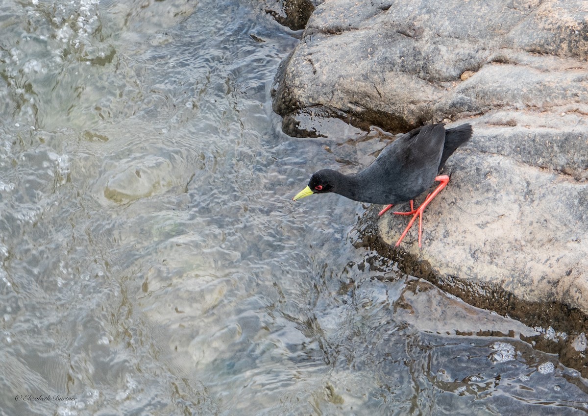 Black Crake - ML643153932