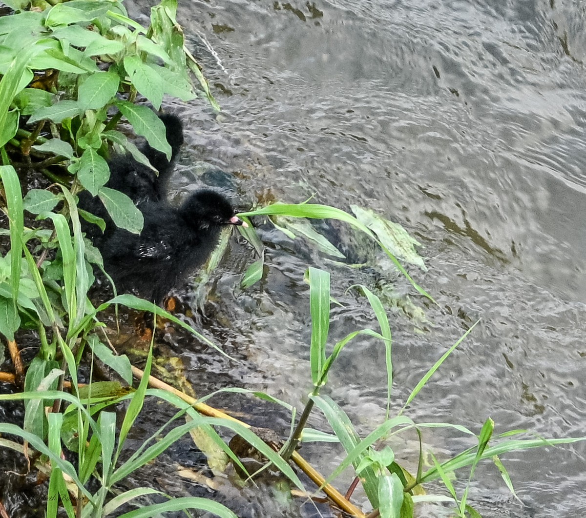 Black Crake - ML643153933